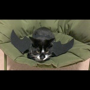 Everything must go. Donating 4/ 1. Offer whatever